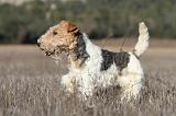 FOX TERRIER 467